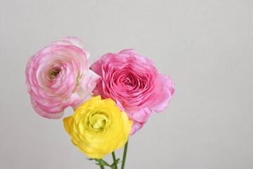 ピンクと黄色のラナンキュラス