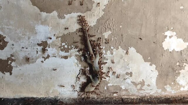 Close-up footage of ants swarming and feeding on a dead gecko on a rough concrete wall. Natural scavenging behavior showing ecosystem balance, survival, decay, and wildlife interaction in urban nature
