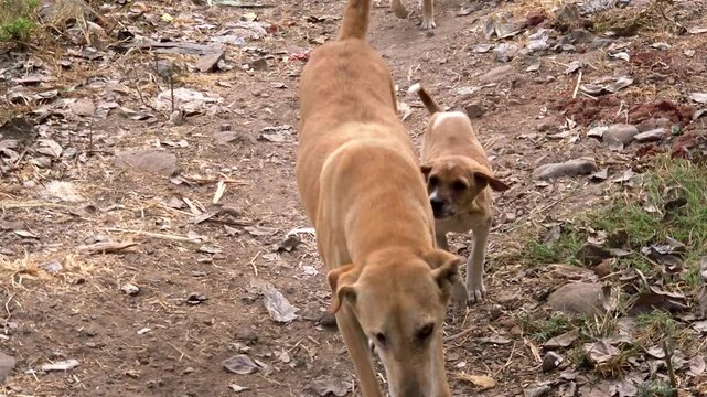 Two brown street dogs, likely a couple with their puppy, are running along a dirt path in a rural waste ground. The small puppy is running very close to the larger dog, hungry or eager for quick milk.