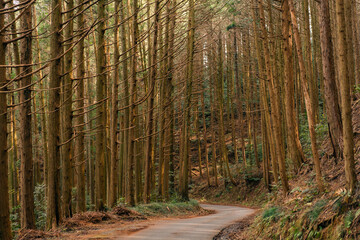 Fototapeta premium in a forest with a narrow, winding road surrounded by tall trees
