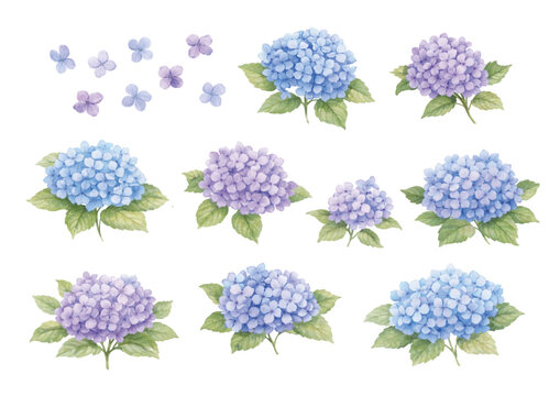 水彩風 紫陽花（あじさい）花のイラストセット 青と紫