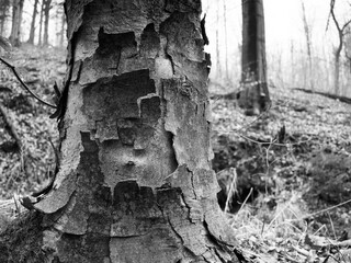 Struktura zniszczonej suchej kory na zmurszałym pniu drzewa,  © kubikactive