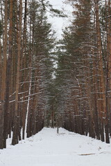 Fototapeta premium Vertical winter forest corridor with tall pine trees and snow-covered branches forming a natural tunnel.