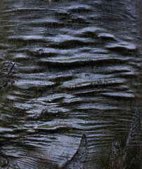 Graficzna struktura na pniu drzewa,  © kubikactive