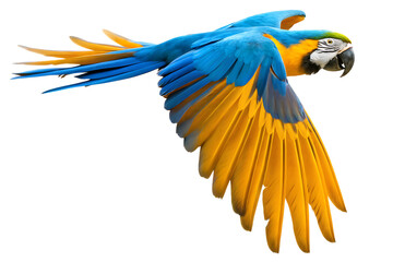 Blue and yellow macaw in flight on white background isolated on a transparent background parrot bird