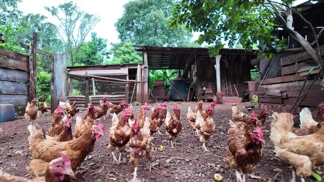 Red hen walking through the pasture. Common red rooster and hens looking for food, farm in Misiones, Argentina