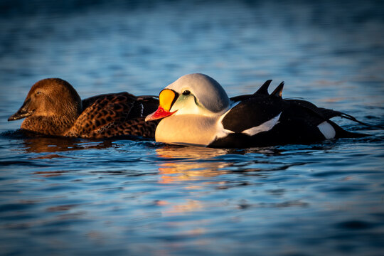 King eider male and female. King eider in morning sun in the Arctic Sea. The photo is taken in a fjord near B&aring;tsfjord in northern Norway.