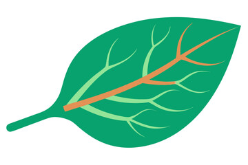 Green Leaf with Orange Veins on White Background plant