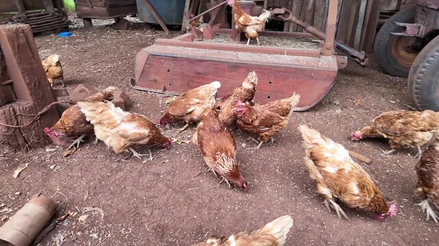 Red hen walking through the pasture. Common red rooster and hens looking for food, farm in Misiones, Argentina