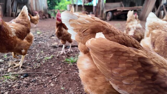 Red hen walking through the pasture. Common red rooster and hens looking for food, farm in Misiones, Argentina