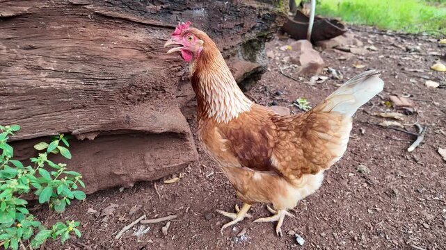 Red hen walking through the pasture. Common red rooster and hens looking for food, farm in Misiones, Argentina