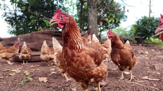 Red hen walking through the pasture. Common red rooster and hens looking for food, farm in Misiones, Argentina