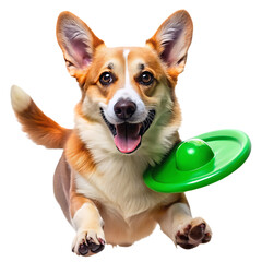 Corgi dog running with green frisbee in mouth on white isolated on a transparent background brown
