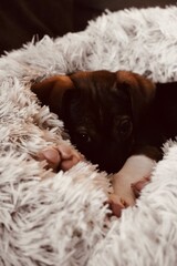 Cute Small Puppy Dog Deep Sleep with Paws Visible in Soft White Plush Pet Bed