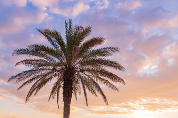 朝焼けと椰子の木