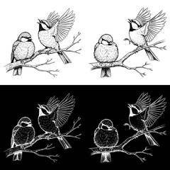 Two singing birds perched on branches, concept of Spring Equinox, monochrome isolated vector image, two design options on transparent and black backgrounds, pencil drawing, chalk drawing, image set   