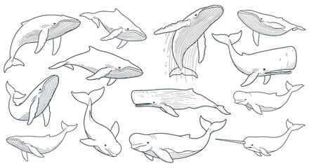 Collection of hand drawn dolphin and whale illustrations. © Abhinaya Project