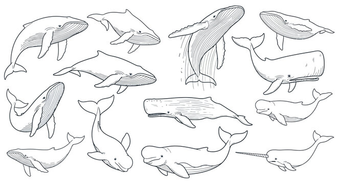 Collection of hand drawn dolphin and whale illustrations.