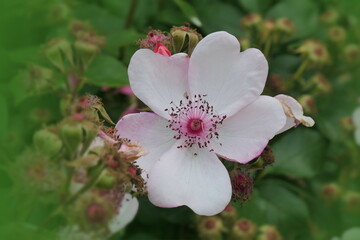 Alte Rosensorte (seltene Hundsrose, Heckenrose)