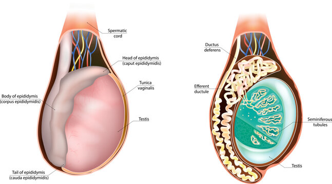 Male Reproductive System Testis and Epididymis Anatomy Diagram. Human Testis Epididymis Anatomy Medical Illustration