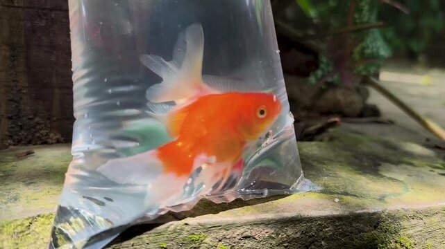 a pair of goldfish, swimming freely in a transparent plastic bag, Carassius auratus auratus