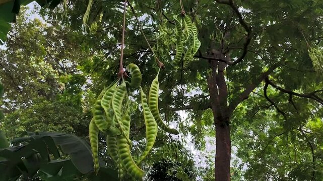 stink beans on the tree, Parkia speciosa