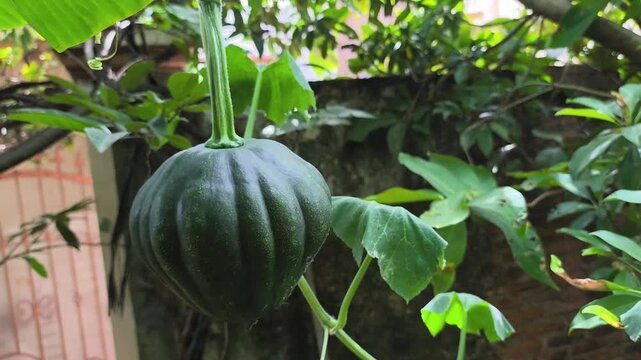 pumpkin or kabocha squash on the tree