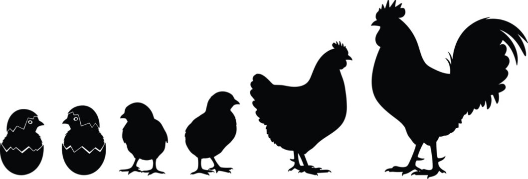 Chicken life cycle concept showing growth stages from egg hatching chick to adult hen rooster silhouette vector illustration black white design