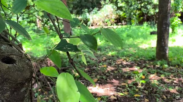 The betel leaf plant is a climbing plant or Piper betle. Its leaves move because of the wind.