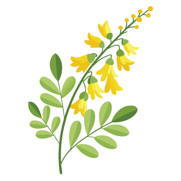 yellow fumitory flower on white background