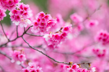 Obraz premium Pink sakura blossom flowers blooming in spring