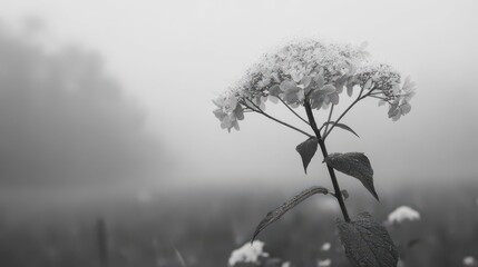 Single White Flower in Foggy Landscape with Soft Monochrome Effect