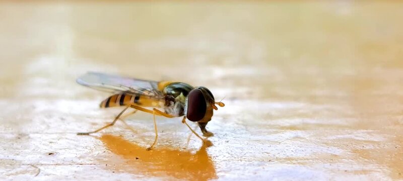 Macro shot of a hoverfly (Syrphidae) feeding on a surface with its proboscis, showing intricate details of its eyes and wings in high magnification.