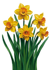 Obraz premium Group of bright yellow daffodil flowers with green leaves on white background. Spring bloom concept for Easter, garden, and nature design.