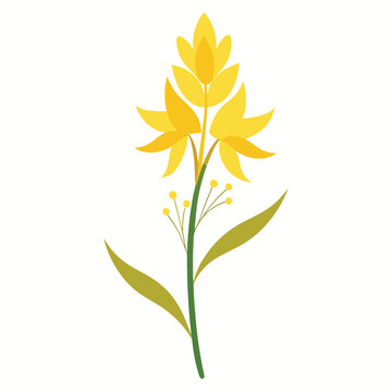 yellow asphodel flower silhouette with branch on white background