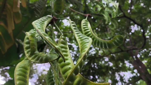 Parkia speciosa tree, also known as petai, which grows in the tropical countryside of Indonesia.