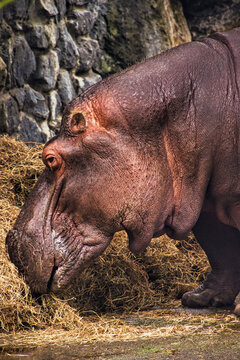 parai daiza en Belgique