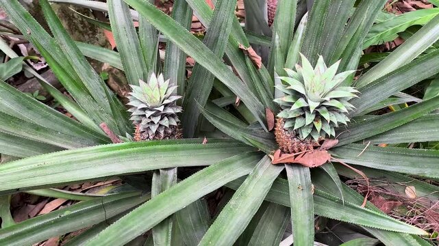 Pineapple on a Pineapple Tree