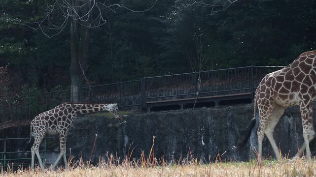 名古屋の東山動物園のアミメキリンの姿