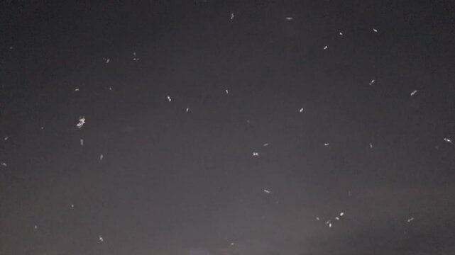Swarm of flying termites in the evening sky at dusk