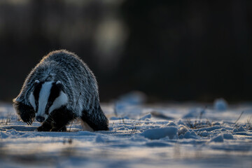 Badger close up ( Meles meles ). Winter time © Rudolf