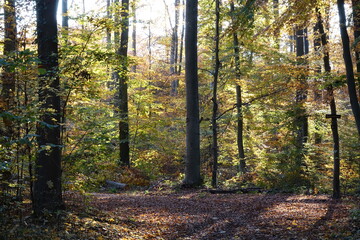 Obraz premium Sonne im Herbstwald