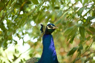 portrait of a peacock
