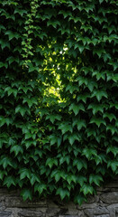Dense green ivy leaves covering an old stone wall with sunlight filtering through