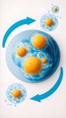 Cell Division Process Illustration, Mitosis or Binary Fission of Cells with Blue Arrows Showing Replication Cycle