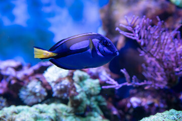 tropical fish in aquarium