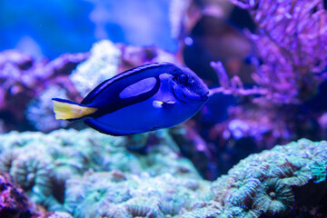 coral reef with fish