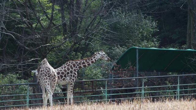 名古屋の東山動物園のアミメキリンの姿