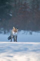 Fototapeta premium red fox (Vulpes vulpes) in the snow