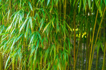 Obraz premium close up of bamboo forest natural background with leaves